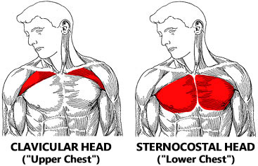 Best Chest Exercises: Anatomy, Muscle Targeting & Workouts