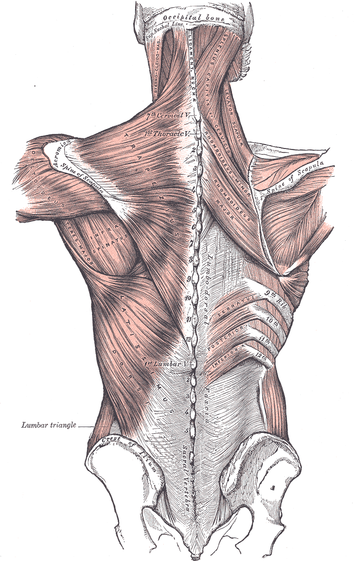 Figure 1: Back-muscle anatomy diagram showing the latissimus dorsi, trapezius, rhomboids, and erector spinae involved in pulling and spinal stabilization.