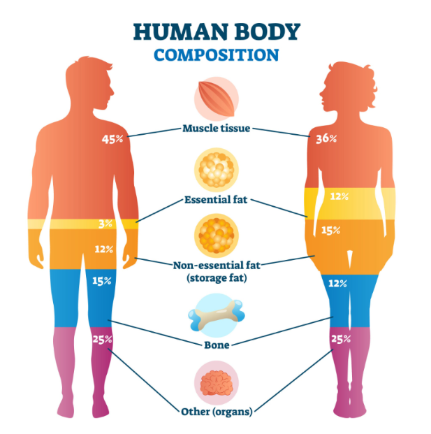 Your body is more than just fat and bone.. Source: VectorMine / Getty Images